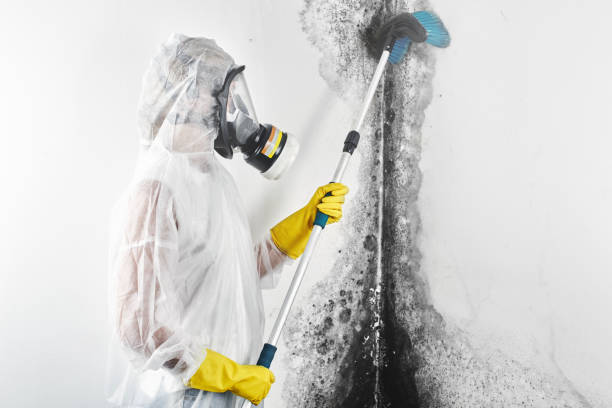 Best Commercial Mold Inspection  in Smithton, IL