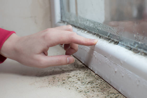 Best Residential Mold Inspection & Testing  in Smithton, IL